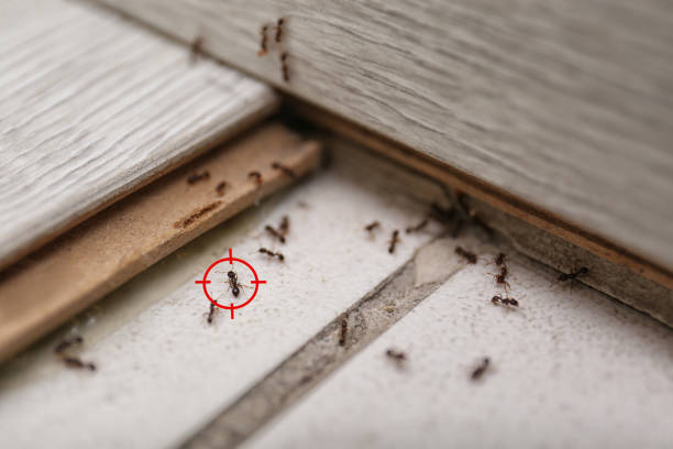 Best Insect Control  in Mount Hope, NJ