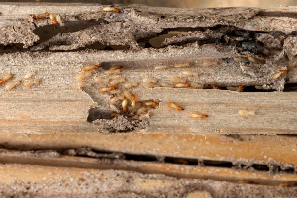 Best Commercial Pest Control Services  in Mount Hope, NJ